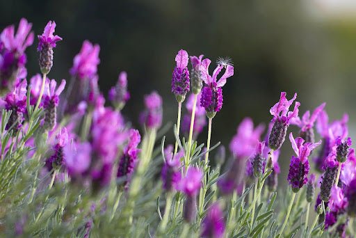 The Science Behind Lavender: How Scented Sleep Spray Promotes Restful Nights